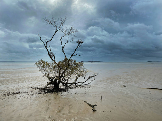 Salud Mental Planetaria y Resiliencia Climática