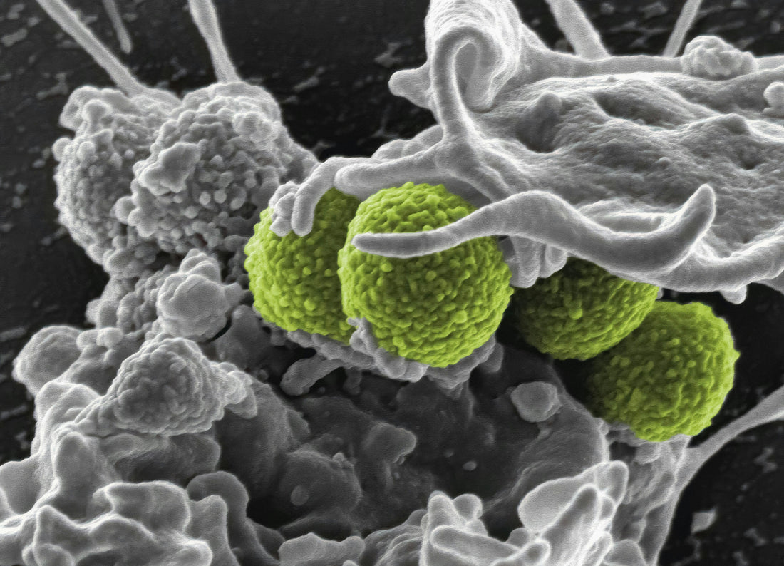La Microbiota y su Influencia en la Salud Hematológica