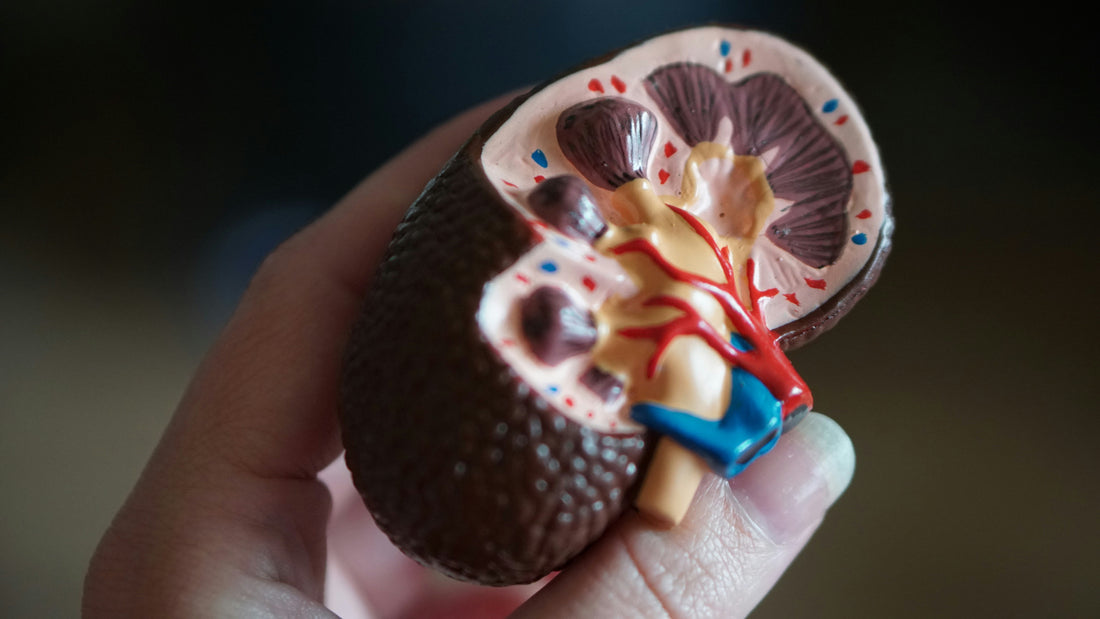 Nuevas recomendaciones para la prevención del daño renal agudo en pacientes hospitalizados